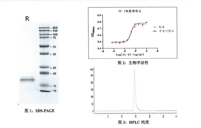 GMP级—重组人白介素4-1.jpg