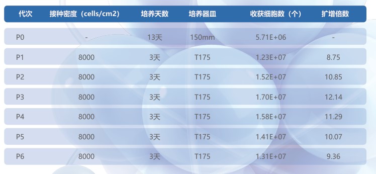 脐带原代MSC分离及传代数据.jpg